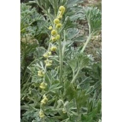 Bio-Ron Bio-Ron Biologische Zaden Absintalsem - 10 Gram