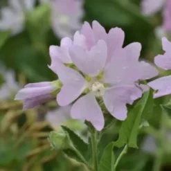 Bio-Ron Bio-Ron Biologische Zaden Kaasjeskruid - 20 Gram