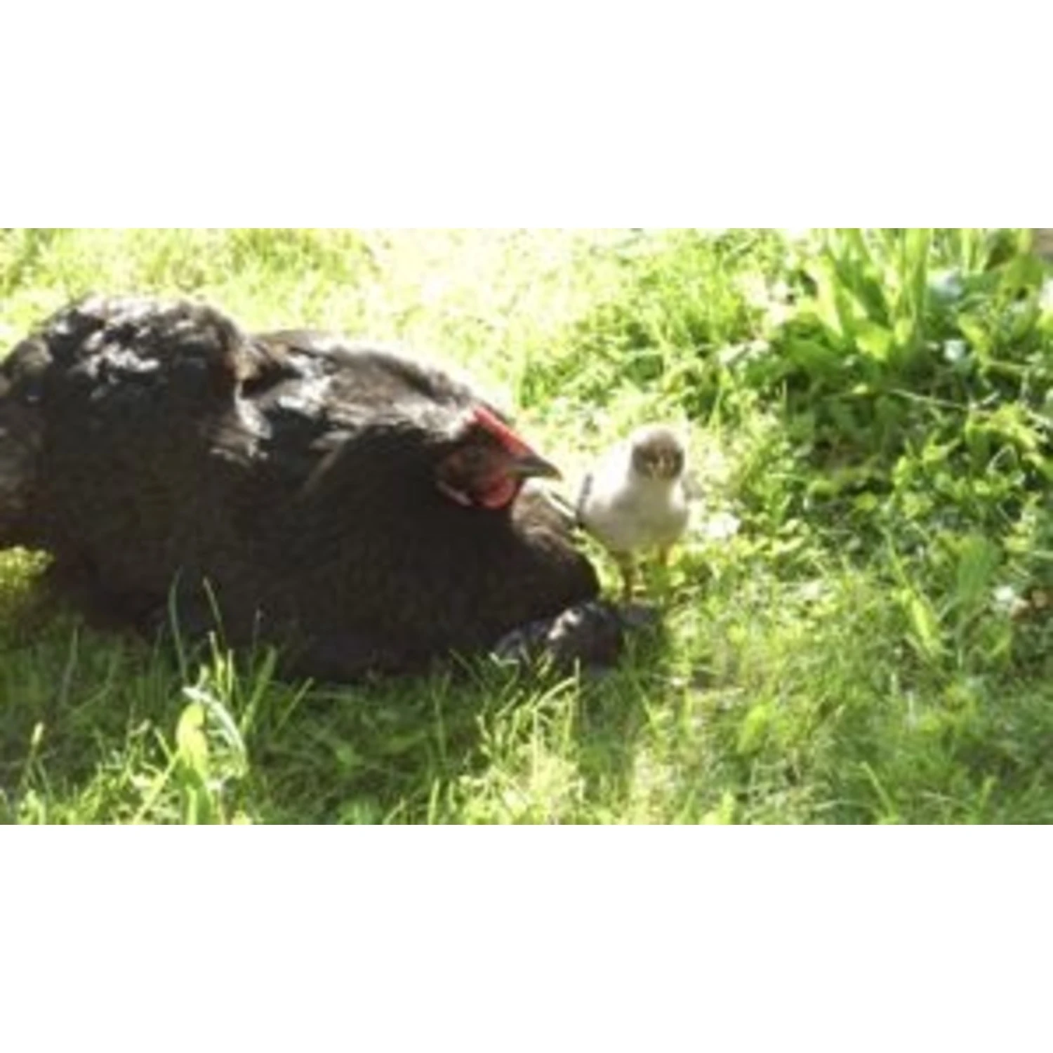 Bio-Ron Bio-Ron Graszaad Mengsel Gevogelte Weide - 1 Kilo 3 Bio-Ron Bio-Ron Graszaad Mengsel Gevogelte Weide - 1 Kilo