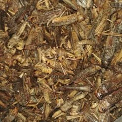 Herbimals Herbimals Krekels