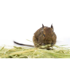 Herbimals Maand Abonnement Herbimals Kruidenbox - Degoes