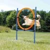 Trixie Trixie Agility Fun Ring - 115 × ø 3 Cm, ø 65 Cm -Huisdierbenodigdheden Verkoop trixie trixie agility fun ring 115 o 3 cm o 65 cm