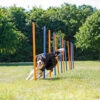 Trixie Trixie Agility Slalom - ø 3 × 115 Cm - 12 Stokken -Huisdierbenodigdheden Verkoop trixie trixie agility slalom o 3 115 cm 12 stokken