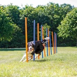 Trixie Trixie Agility Slalom - ø 3 × 115 Cm - 12 Stokken -Huisdierbenodigdheden Verkoop trixie trixie agility slalom o 3 115 cm 12 stokken 3