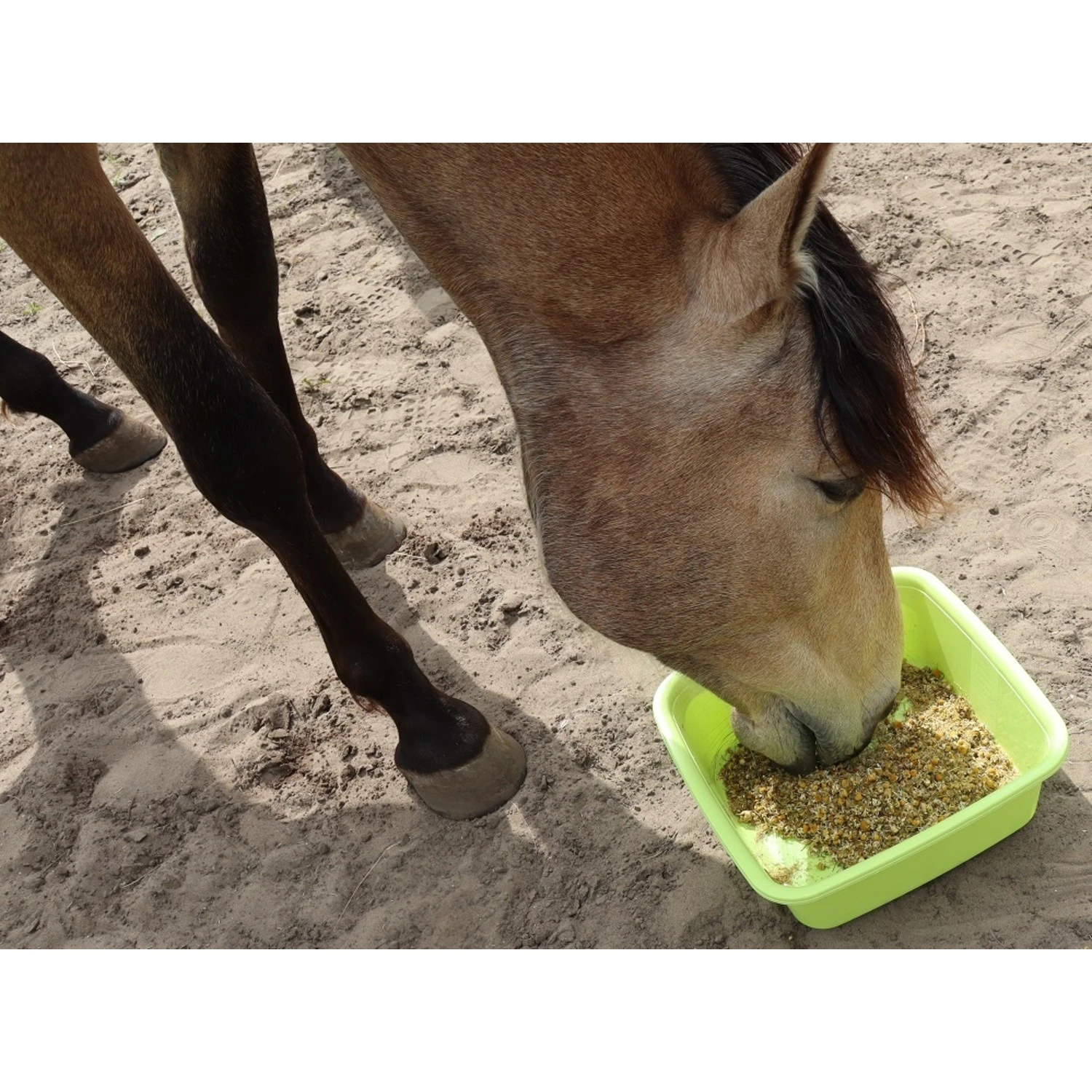 Verlenging Begeleiding Kruidenbar Paard Met 2 Maanden 3 Verlenging Begeleiding Kruidenbar Paard Met 2 Maanden